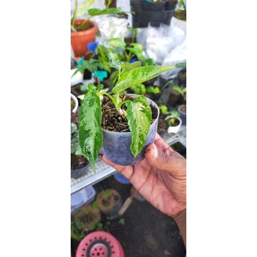 homalomena schismatoglottis neoguineensis bibitan