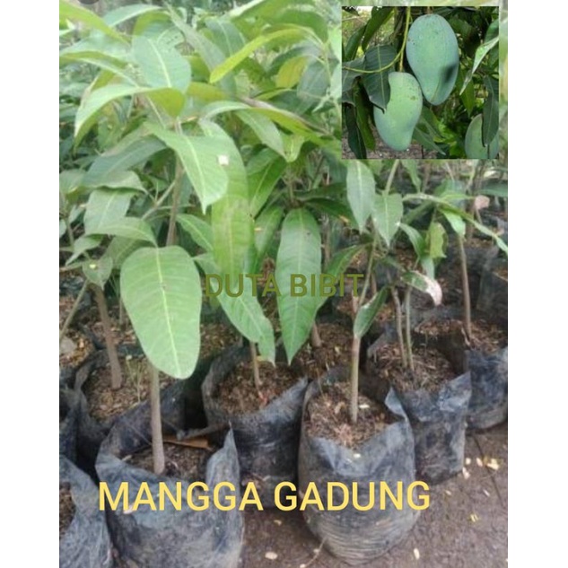 MANGGA GADUNG OKULASI