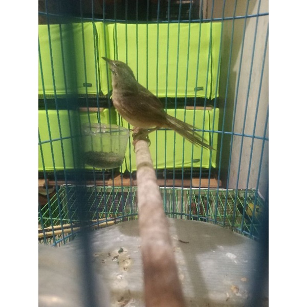 Ciblek Gunung jamin jantan pilihan ( ngebren )