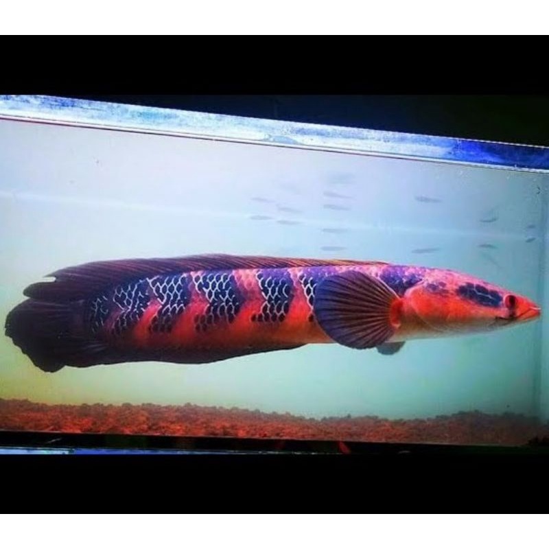 hiasan aquarium RED BARITO 3-7cm..full pelet