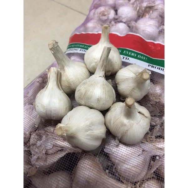 Bawang Putih Kating 500 gram Premium (tidak ada yang busuk)