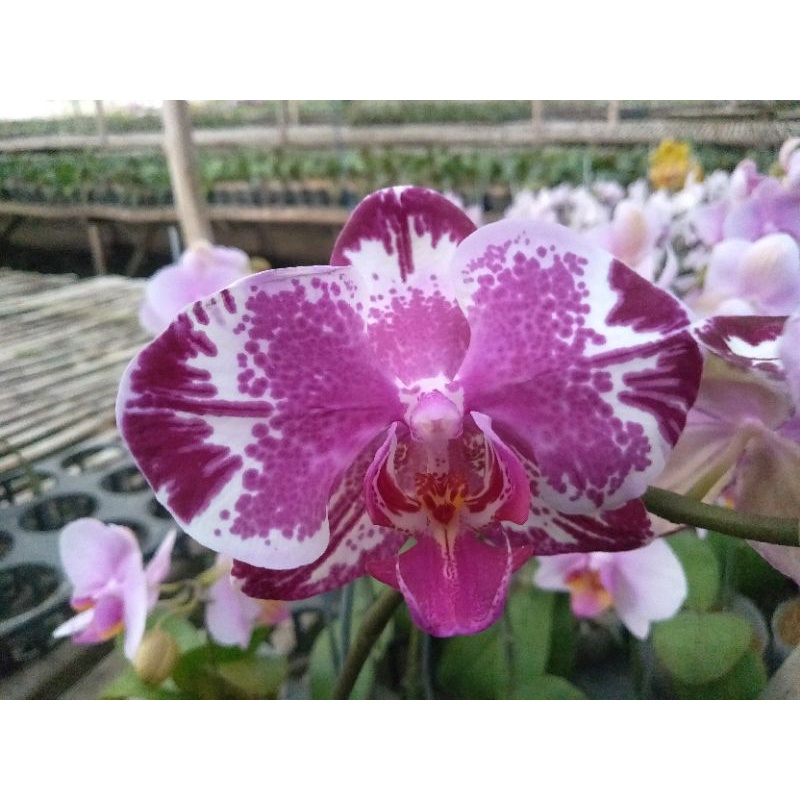 anggrek bulan ungu besar corak putih afkiran phalaenopsis hybrid murah angbul ungu motif