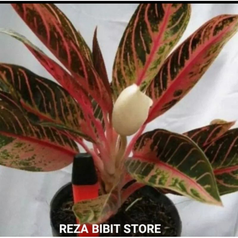 tanaman hias aglonema red Sumatra/aglonema red Sumatra/red Sumatra/aglonema