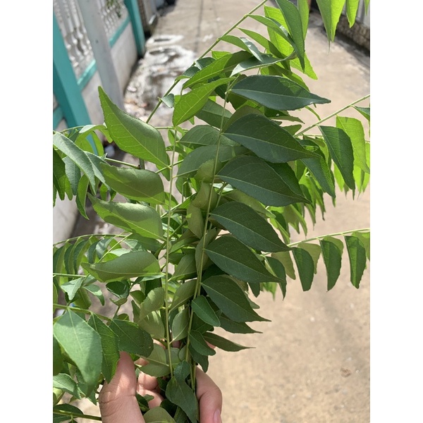 

Daun Kari atau Salam Koja Segar Pertangkai