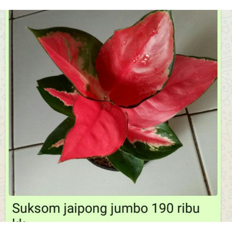 aglonema Suksom lilin
