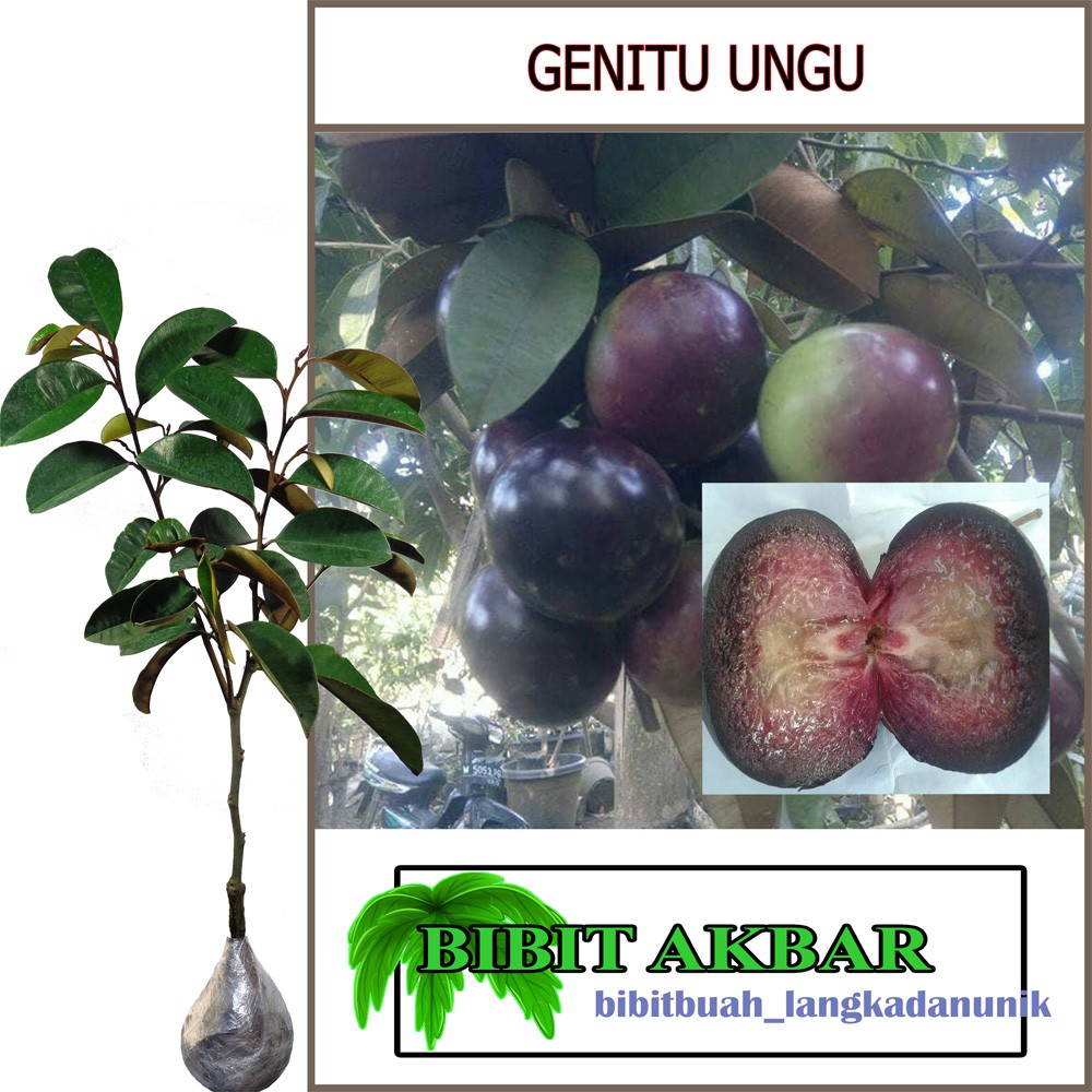 Bibit Tanaman Buah Genitu Ungu