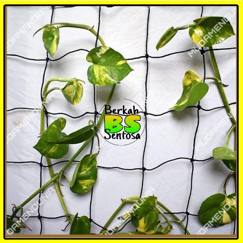 Jaring Tanaman Rambat Sayuran Buah Anggur/Jaring Tanaman Rambatan/Jaring Rambatan Tanaman/Jaring tam
