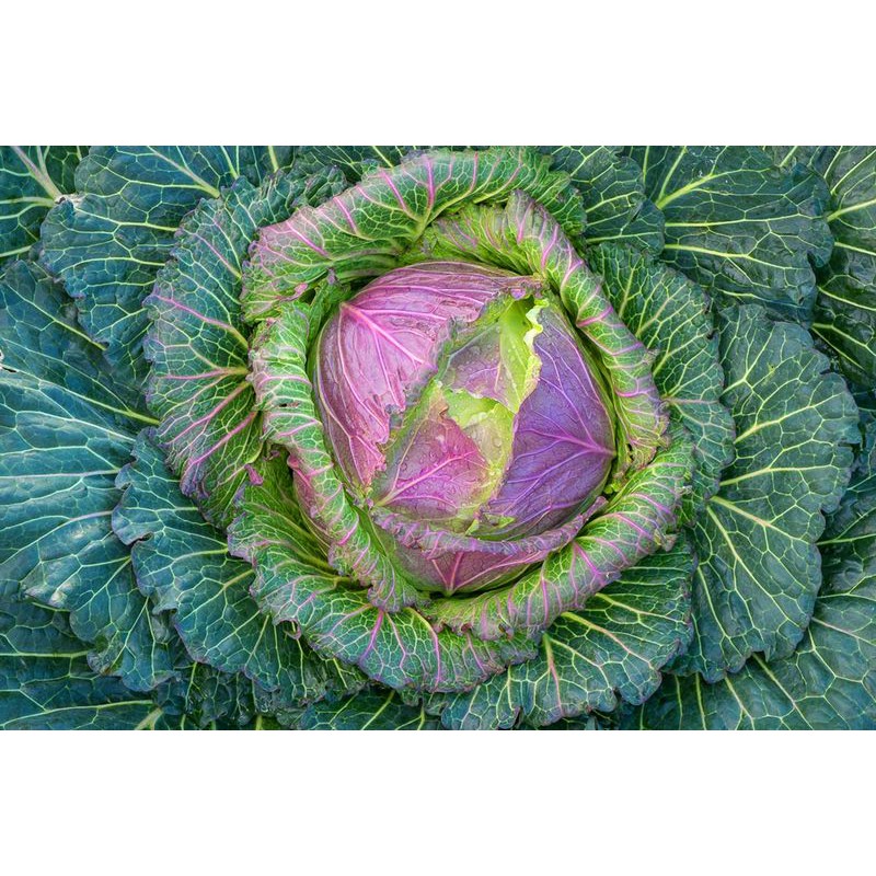 Benih Bibit Biji - Cabbage (Savoy) January King 3 Kubis Pelangi Rainbow Seeds - IMPORT