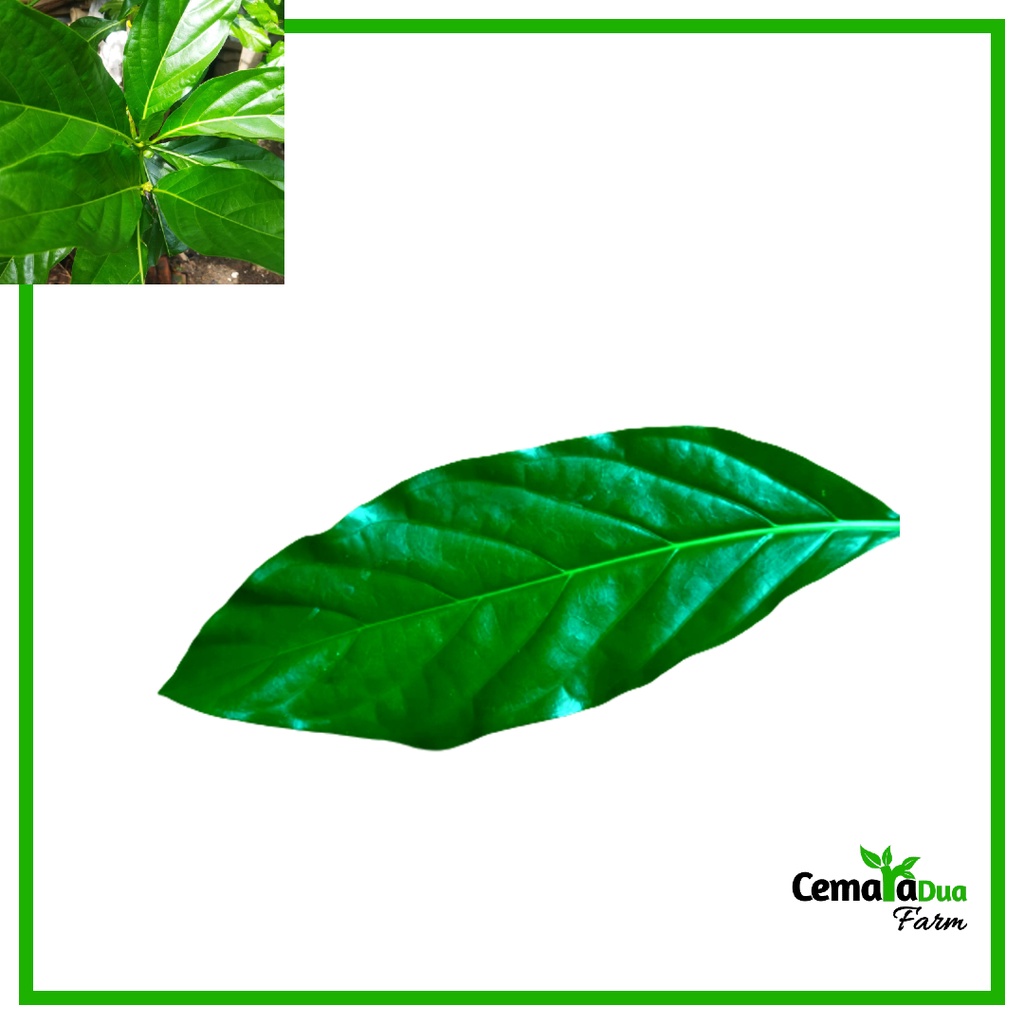 

Daun Mengkudu Segar 100gr