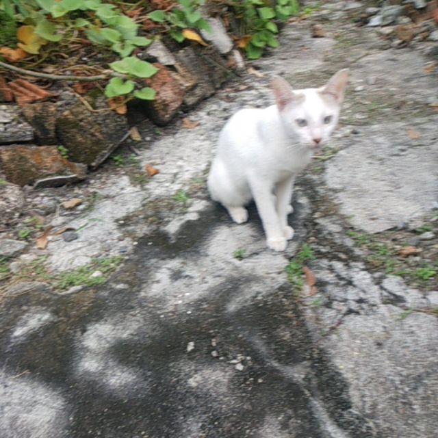 Sprei Kintakun 160 Motif Joanne / Hannah / Kezia /graciella /ezlyn