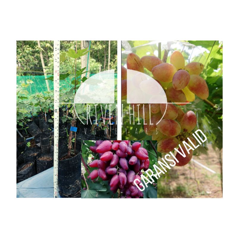 BIBIT ANGGUR DUBOVSKY PINK DENGAN ROOTSTOCK KOBER5BB