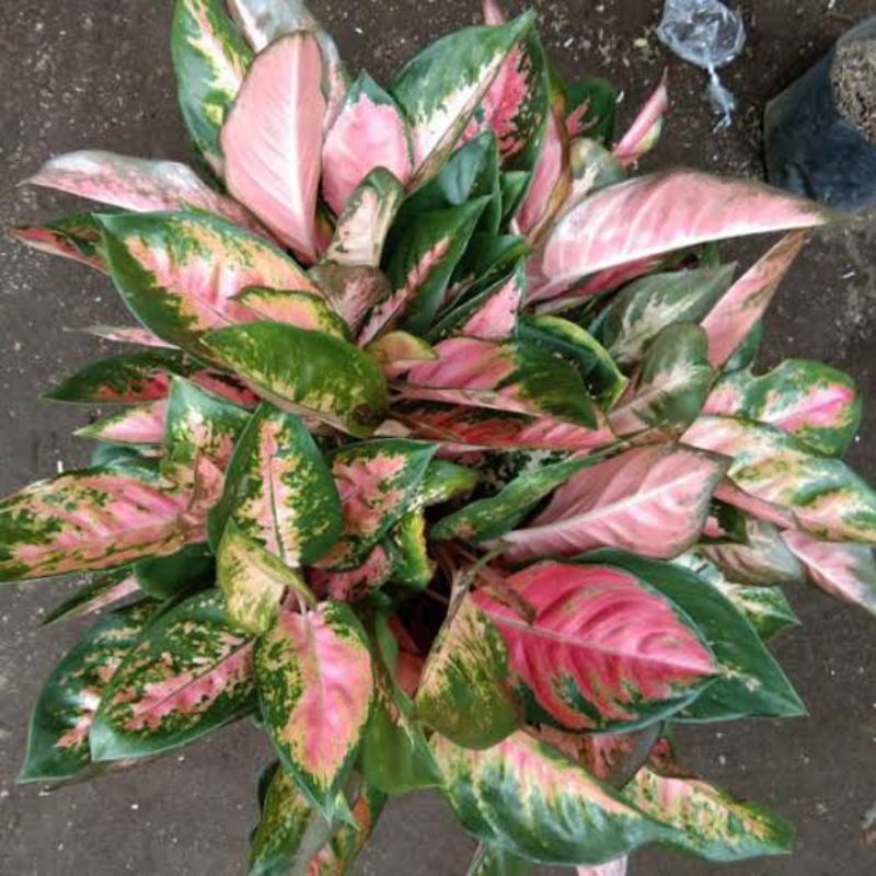 tanaman hias kochin paramuay cantik