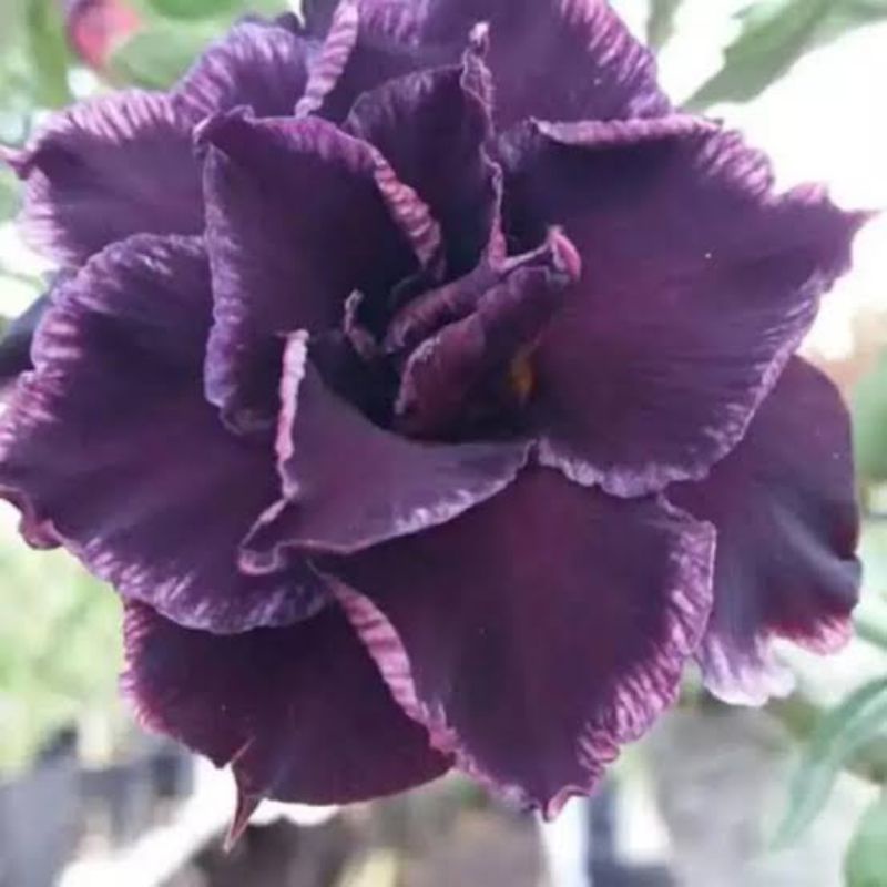 PROMO KAMBOJA JEPANG Tanaman Adenium Bunga Tumpuk-Kamboja Jepang Bunga Tumpuk-Adenium