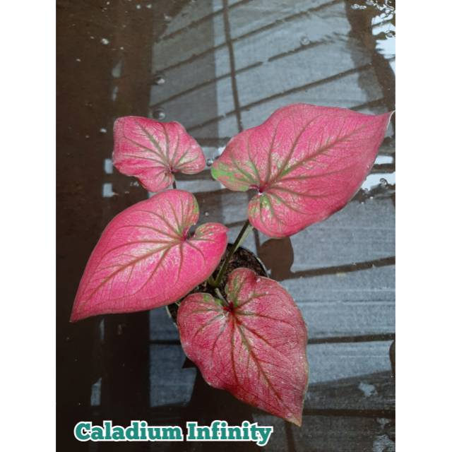 Bibit Caladium Keladi Hias Infinity Cantik Nan Indah Shopee Indonesia