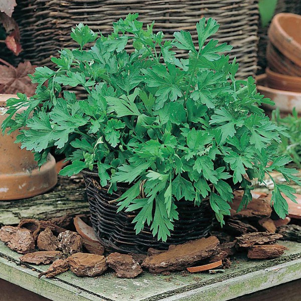 Benih Bibit Biji - Parsley Italian Plain Leaved 2 Herb Seeds - IMPORT