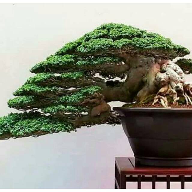 Bonsai Serut Indonesia