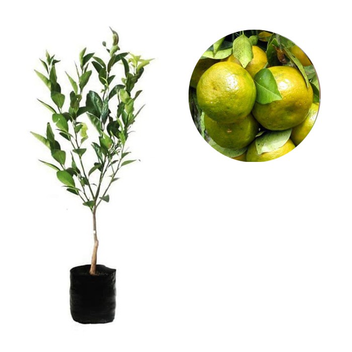 Obral Bibit Tanaman Buah Jeruk Pontianak 70 cm