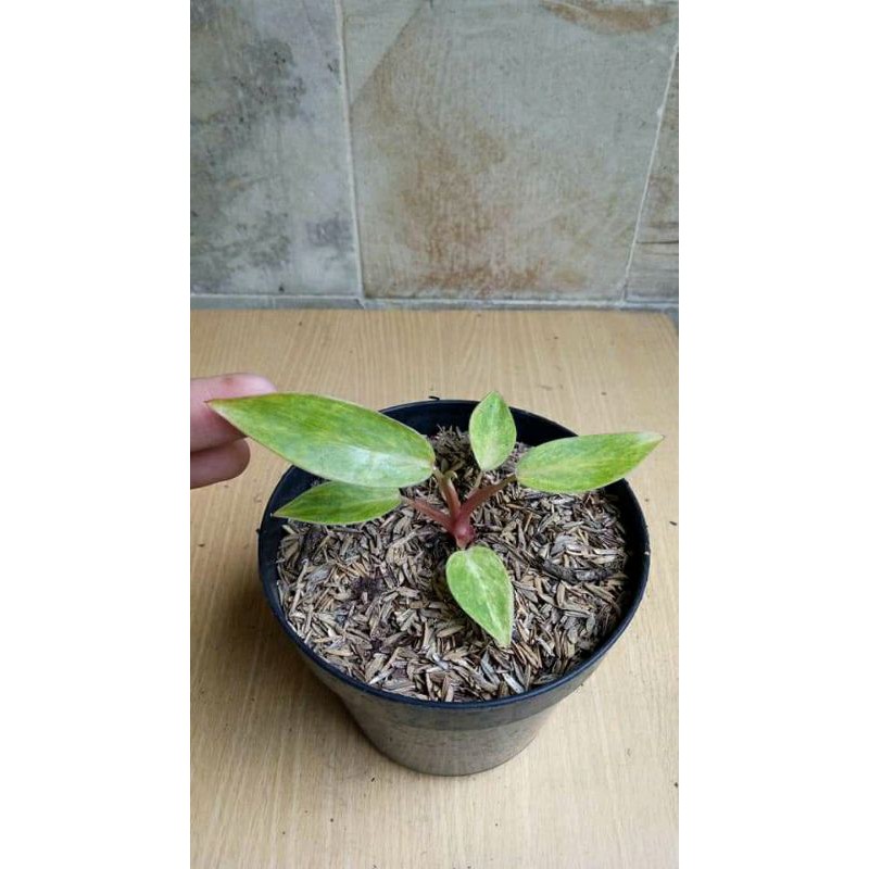 Philodendron Painted Lady