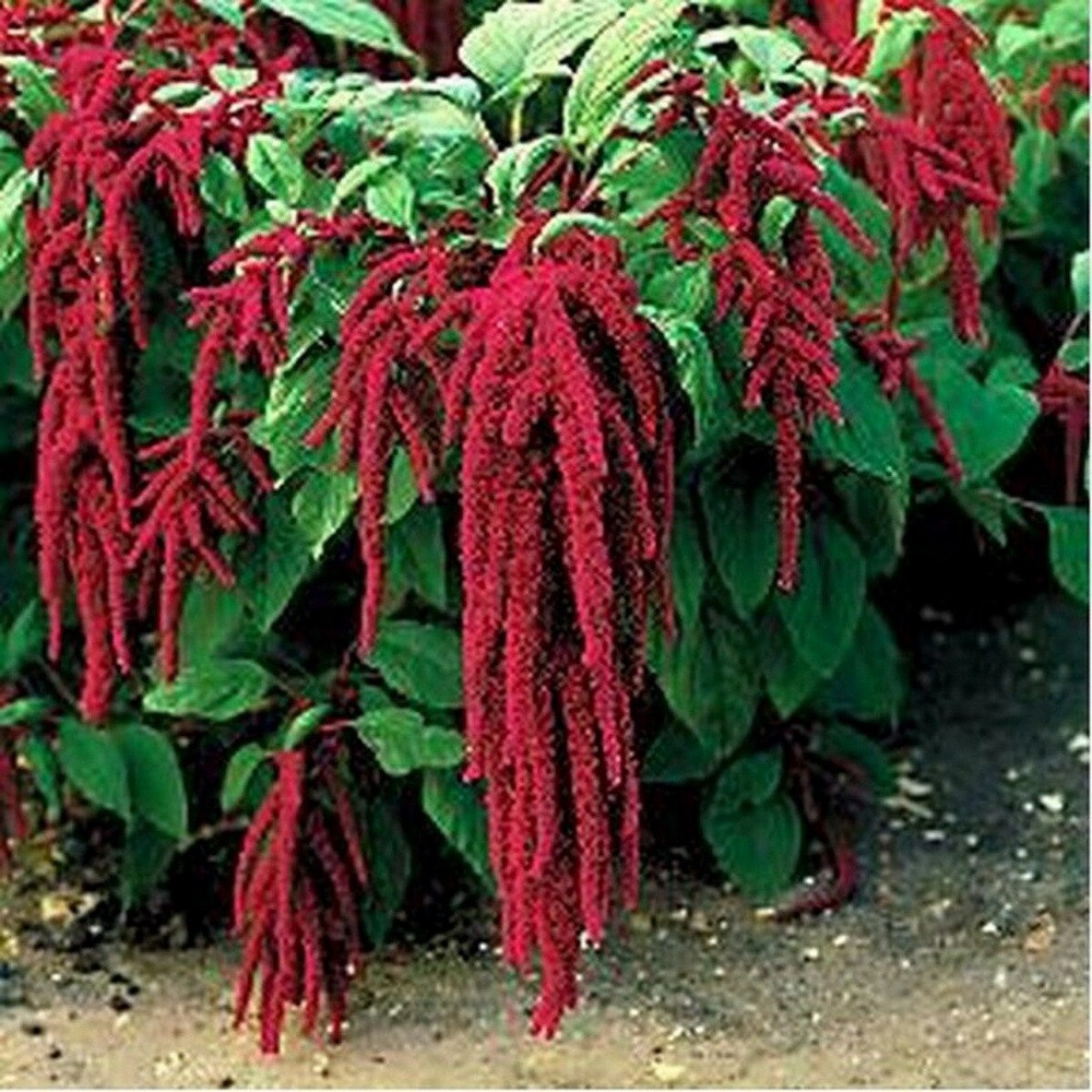 PlantaSeed - 50 Seeds - Amaranth Love Lies Bleeding Biji - PAS0239