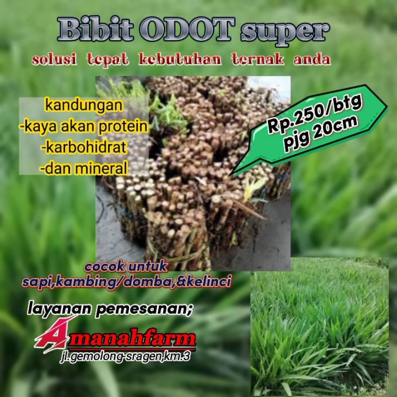 bibit odot super