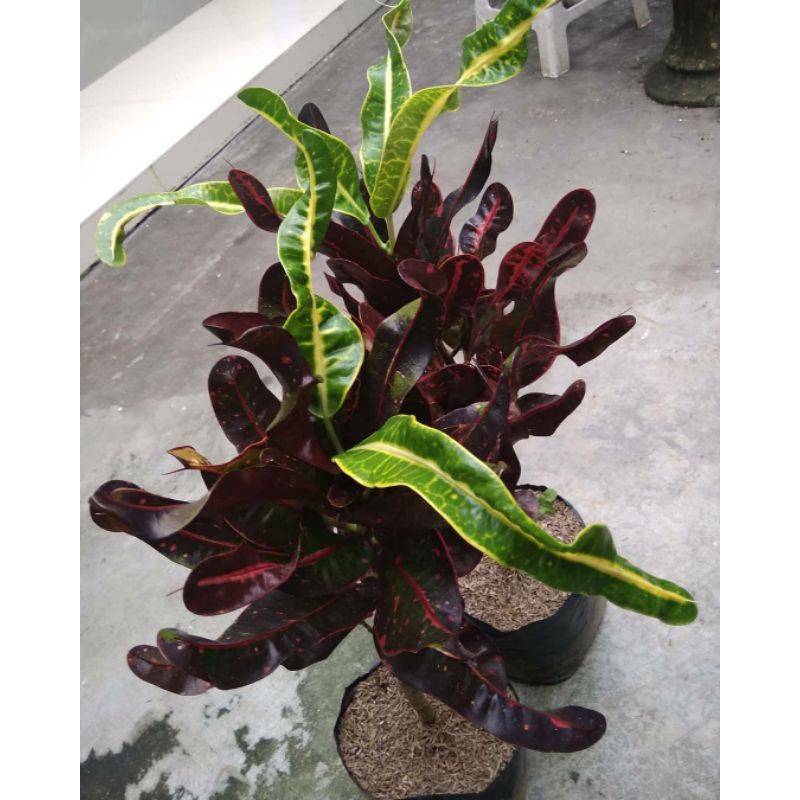 { BISA COD } tanaman hias puring cakwe pohon puring cakwe tanaman puring cakwe