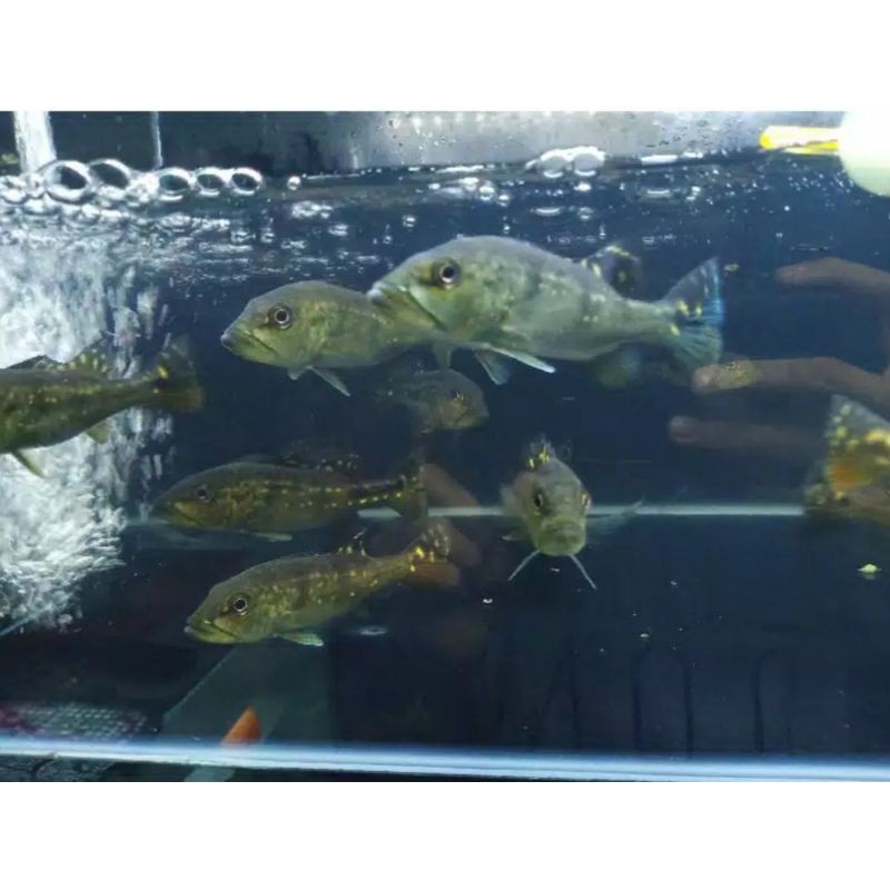 PEACOCK BASS BLUE AZUL 22CM UP