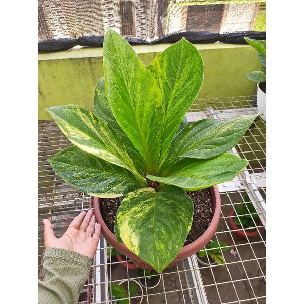 Anthurium Jemani Cobra Batik Varigata