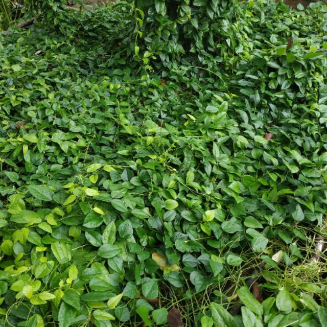 DAUN CINCAU RAMBAT 1kg FRESH