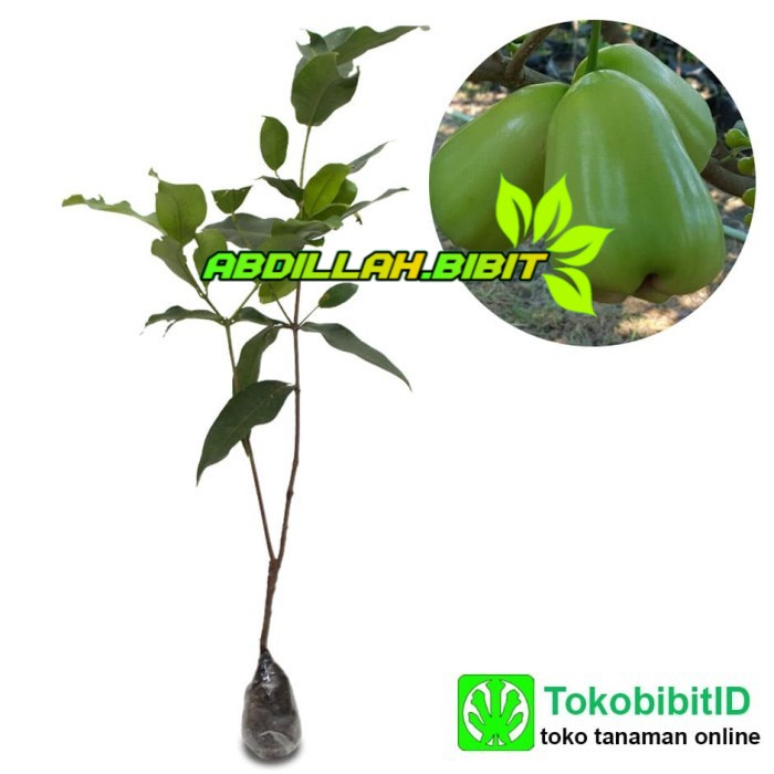 Bibit Jambu Air Super Green