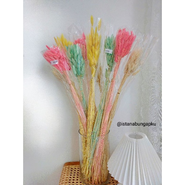 lagurus kering | lagurus warna warni | bunga kering | dekorasi | bunga dekorasi | decoration
