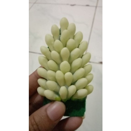 melati sultan Tulip harga untuk 5 pcs