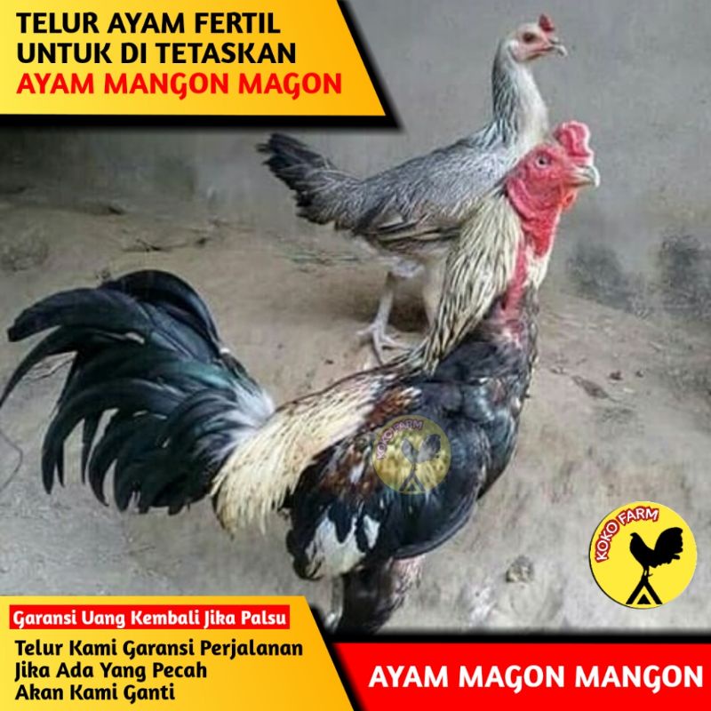 TELUR TETAS FERTIL AYAM BANGKOK THAILAND X BABON BIRMA ORI F1/ BUKAN TELUR AYAM KAMPUNG SHAMO