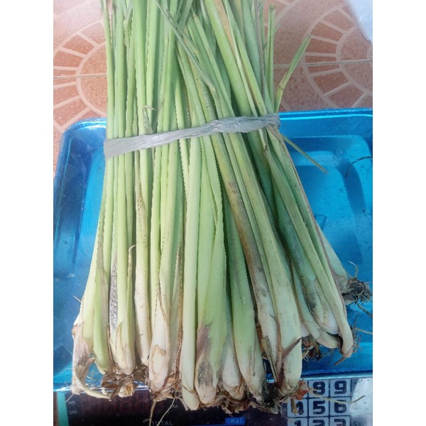 

serei/sereh bumbu dapur murah 1 kg