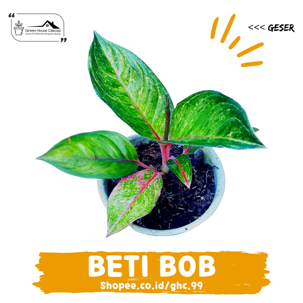 Aglonema betty bob-betibob-beti bob