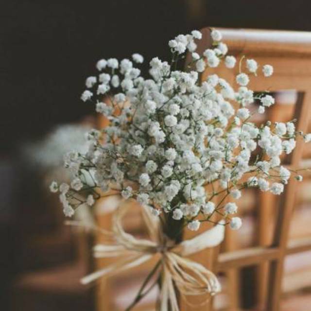 Baby breath fresh flower