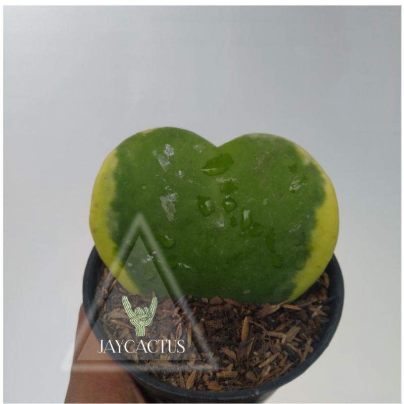 KAKTUS / SEKULEN (LOVE HOYA VARIEGATA)