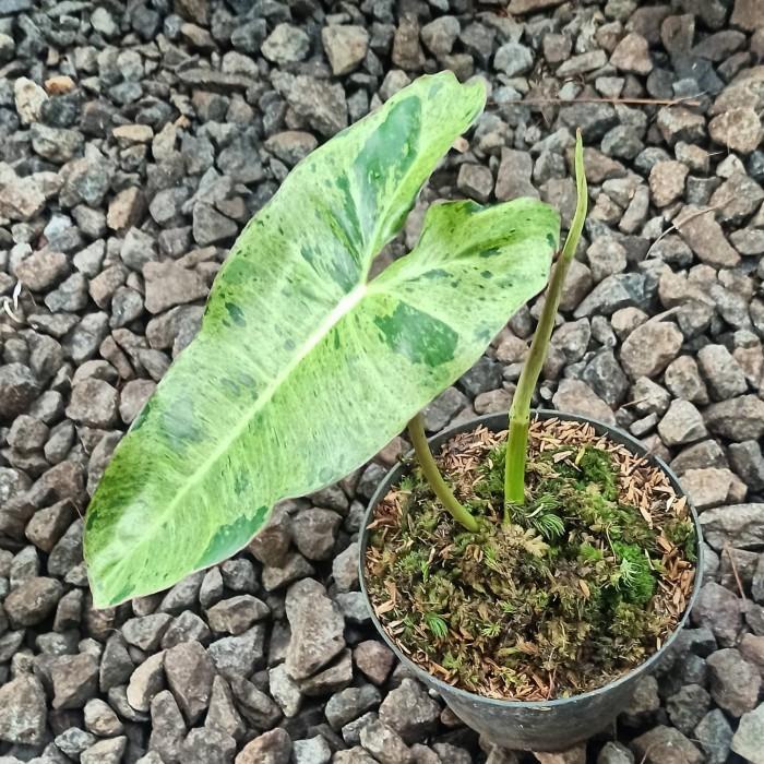 Philodendron Paraiso Verde - philodendron paraiso verde - paraisoverde