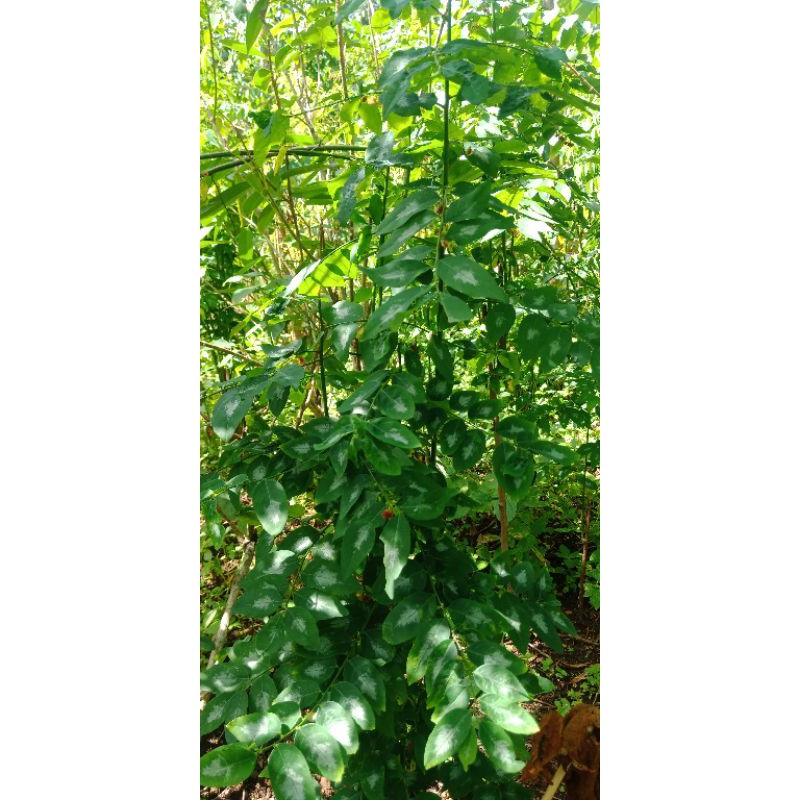 

daun katuk segar dari kebun