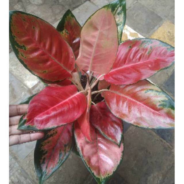 AGLONEMA KOCHIN TEMBAGA MERAH RIMBUN INDUKAN ISTIMEWA