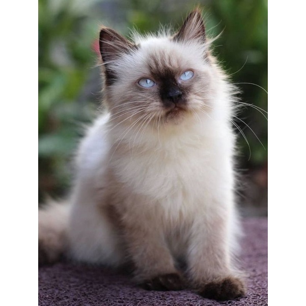 Harga kucing himalaya mata biru