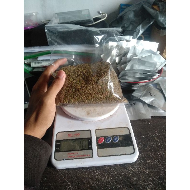 Benih Biji Sengon Solomon 500gram - Benih Biji Pohon Sengon