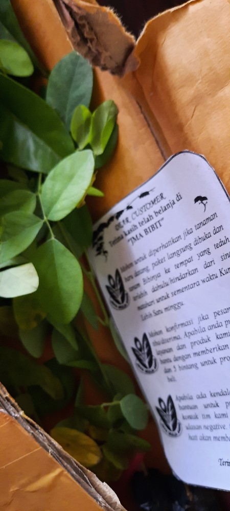 20 Biji Bunga Telang