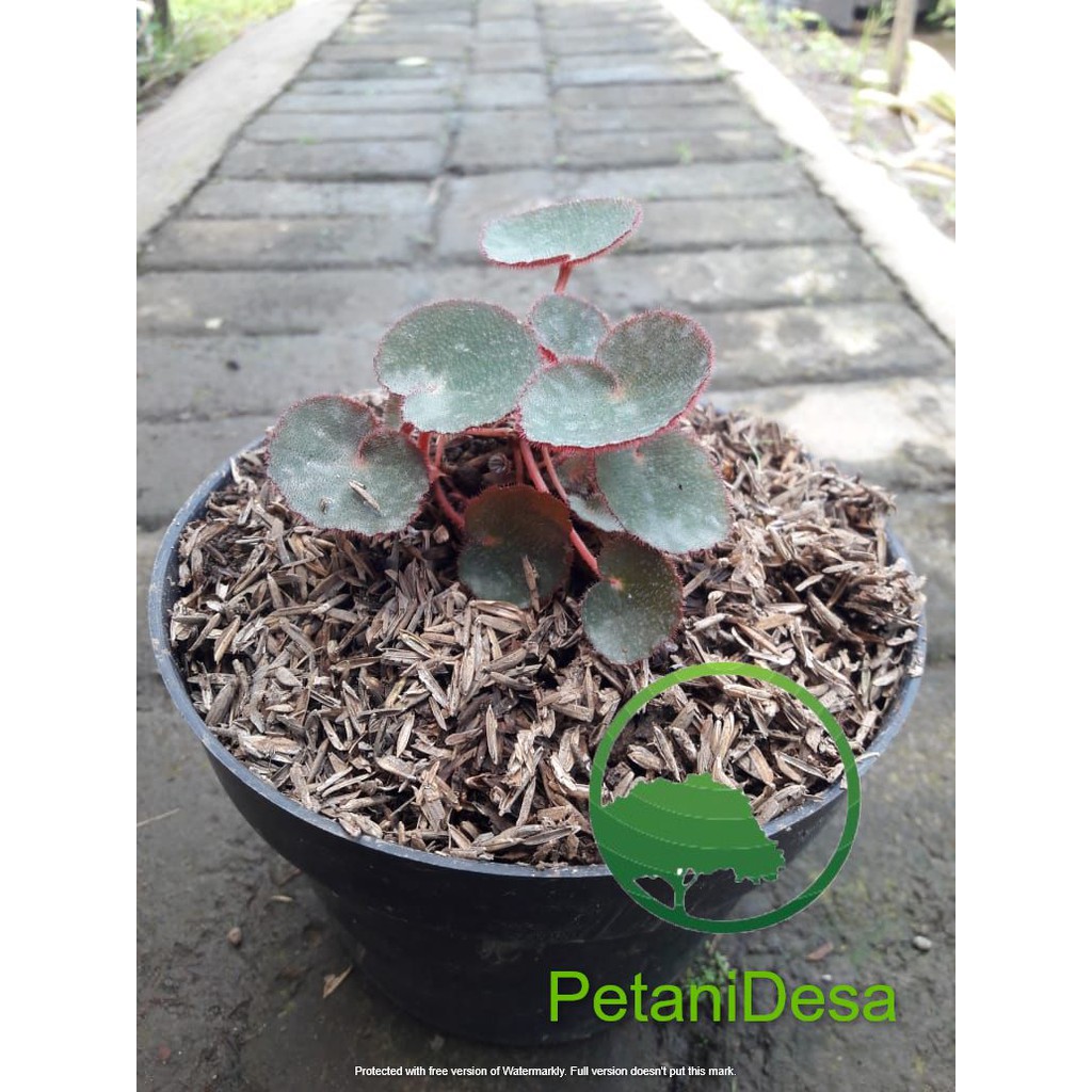 Tanaman Hias Begonia Red Carpet - Karpet Merah