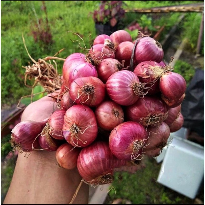 

Bawang Merah 250 gram
