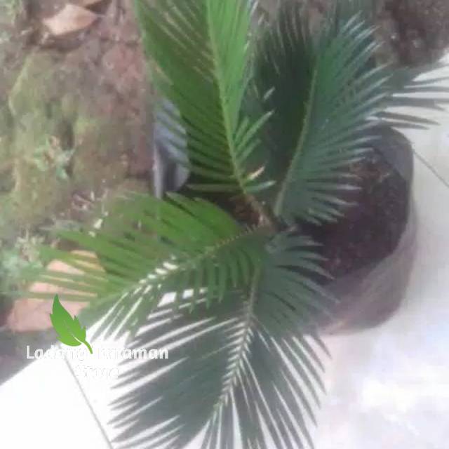 Tanaman hias pohon palem sikas-bibit pohon palem sikas