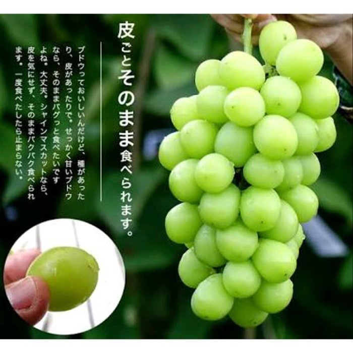 bibit anggur import varietas SHINE MUSCAT