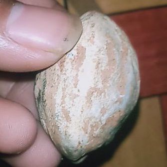 Muncang/ kemiri adu jenis mantili Bagio/domba ukuran sedang