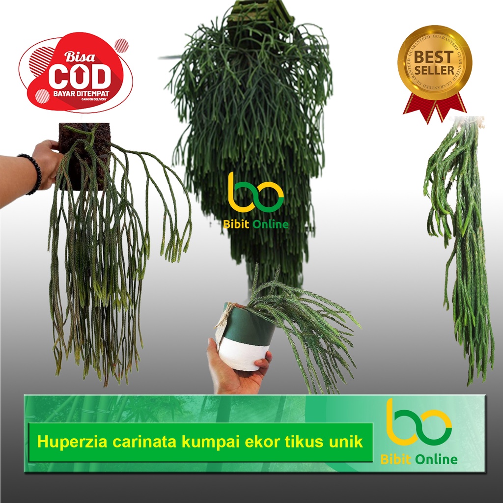 Huperzia Lycopodium CARINATA EKOR TIKUS BIBIT ONLINE