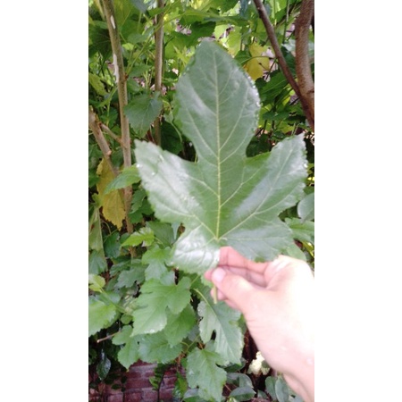 

Daun murbei organik