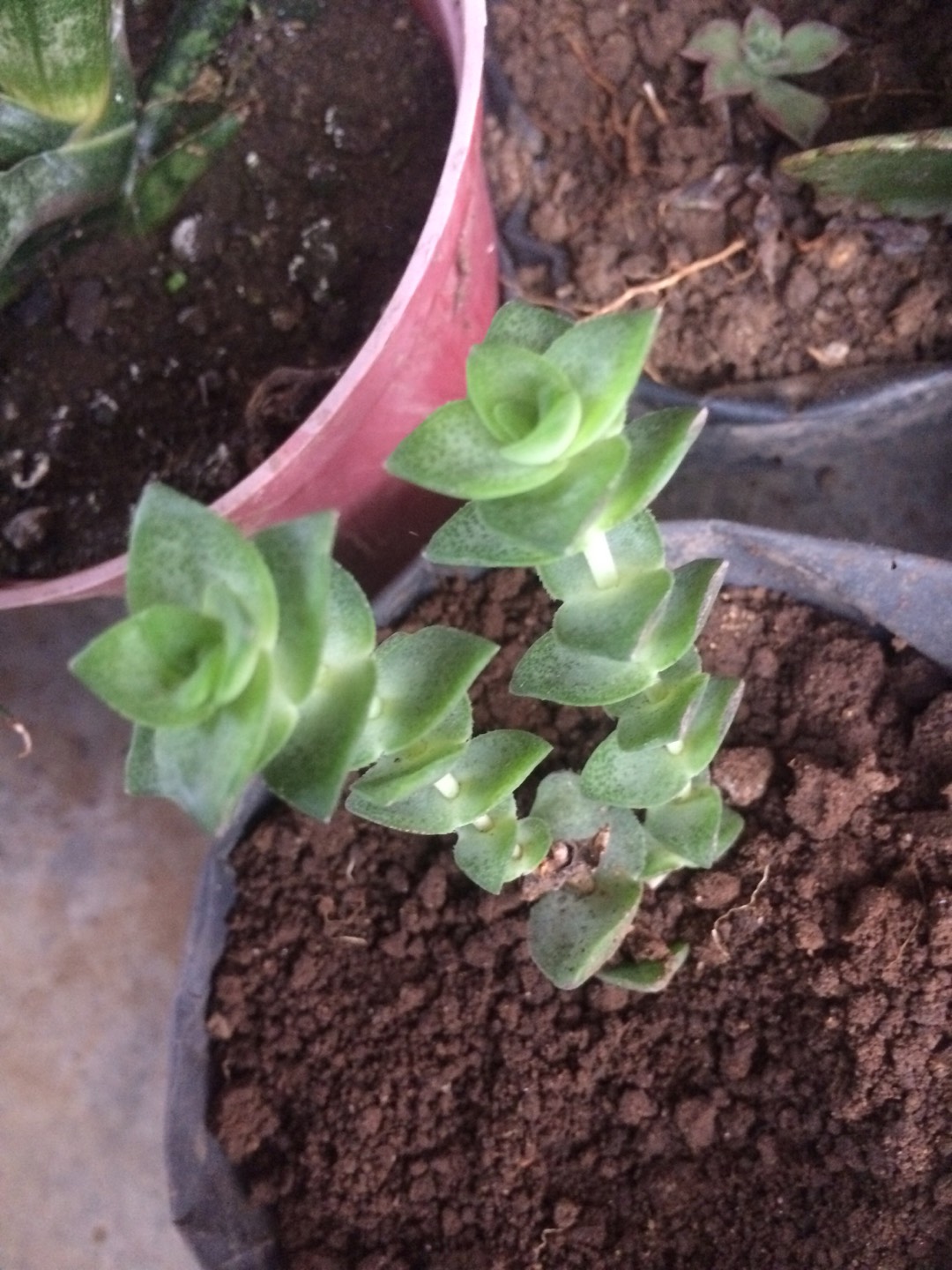 Sukulen Dan Kaktus | Echinocactus Grusonii (golden Barrel)